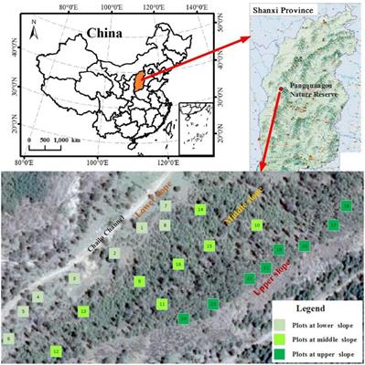 Drivers of vegetation and soil determine natural regeneration of a single plantation at different slope positions